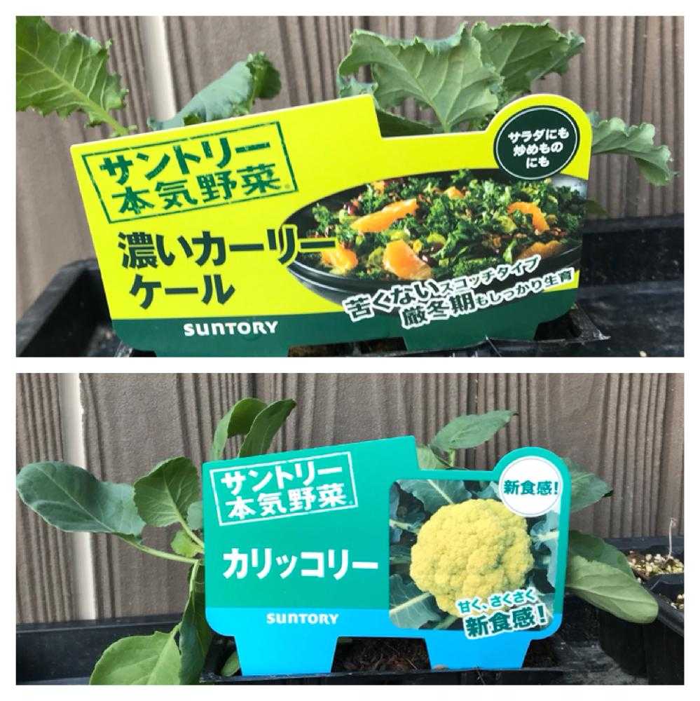 濃いケールとカリッコリー 金 Greensnap グリーンスナップ