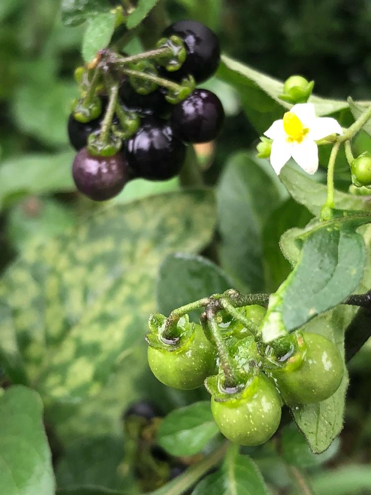 アメリカイヌホオズキの投稿画像 By らりるん さん かわいい雑草 18月8月25日 Greensnap グリーンスナップ