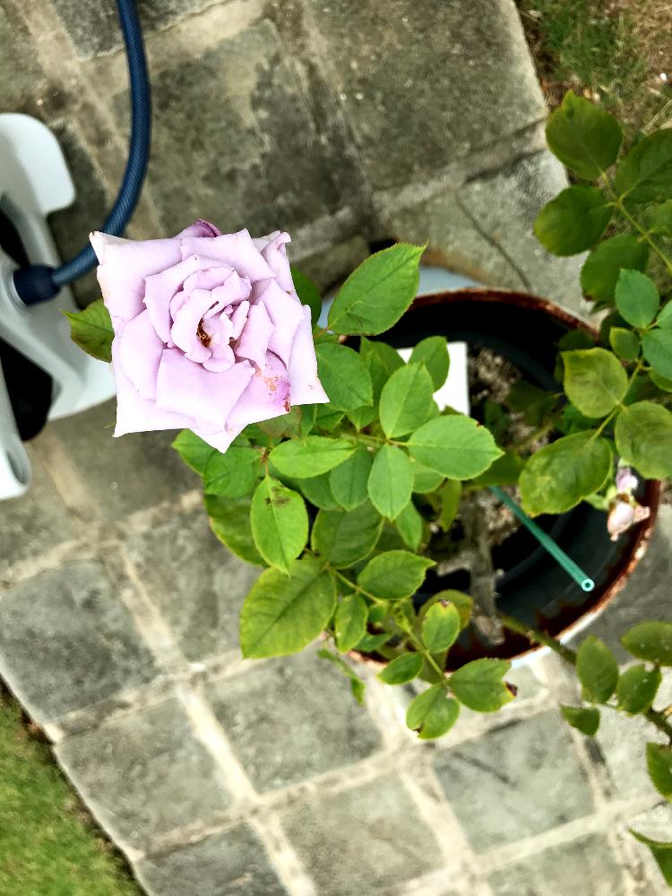 薔薇 わたらせの投稿画像 By よんぼんさん 花のある暮らし 18月8月25日 Greensnap グリーンスナップ