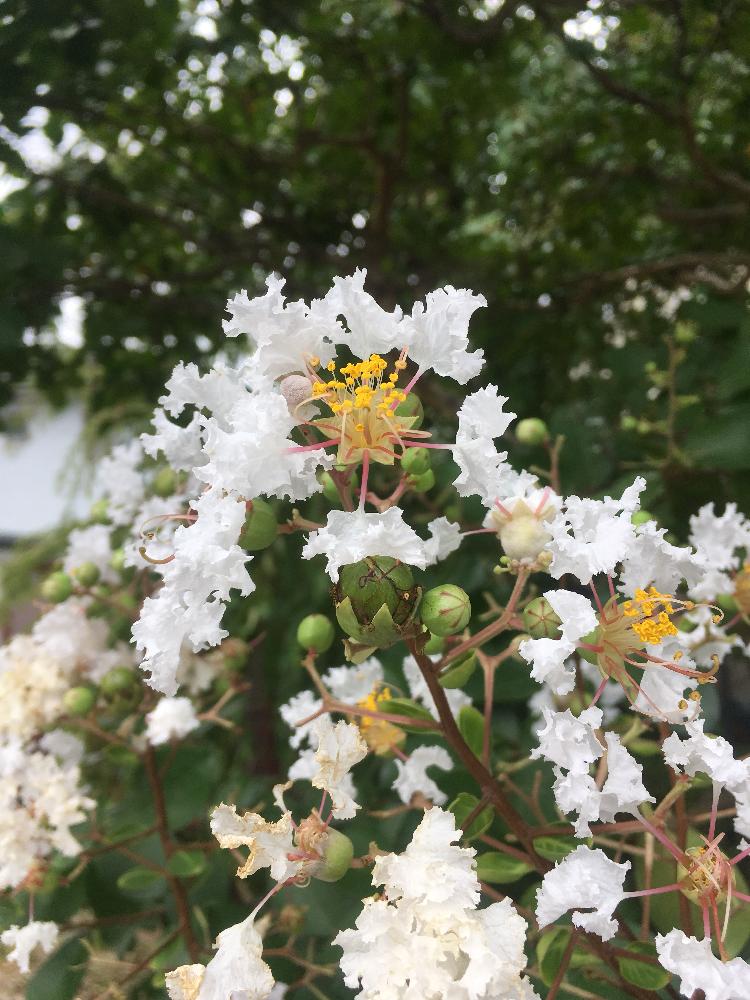 百日紅 サルスベリ の投稿画像 By Jyoさん 18月8月25日 Greensnap グリーンスナップ