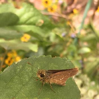 セセリチョウ科の投稿画像一覧 Greensnap グリーンスナップ