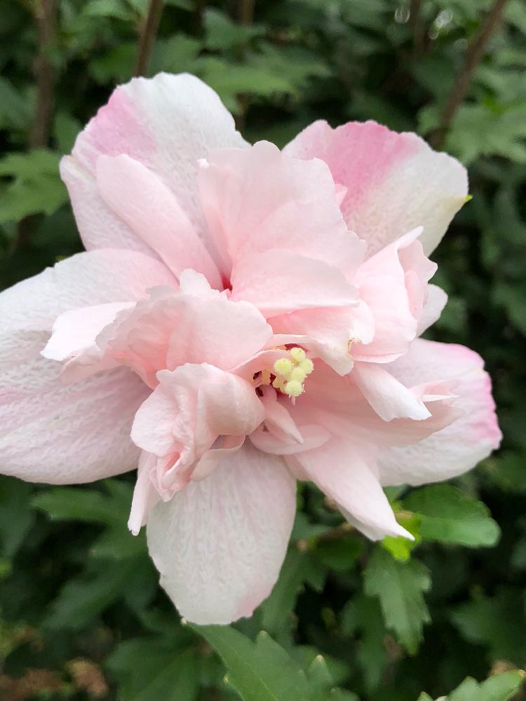 ムクゲの投稿画像 By 和さん ピンク色とムクゲの花と夏の花と八重咲きと花のある暮らしとかわいい 18月8月25日 Greensnap グリーンスナップ