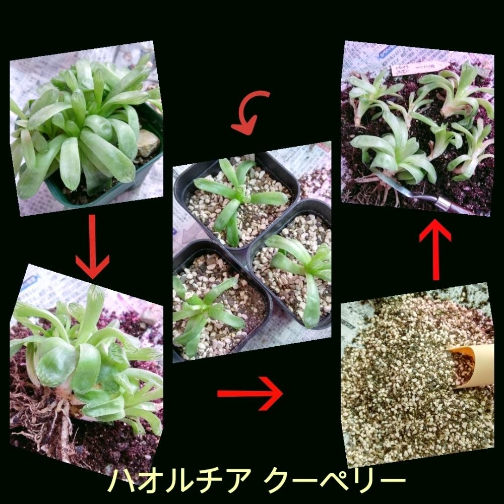 ハオルチア クーペリーの投稿画像 By I P G C Byシェスター さん クーペリーと挿し芽と高温多湿に負けないでと株分けと植え替え と窓際と芽掻きと初めての夏越しと植え替え完了 とled栽培 18月8月25日 Greensnap グリーンスナップ