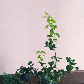 雲龍ツゲ スパイラルドラゴンの投稿画像一覧 Greensnap グリーンスナップ 雲龍ツゲ スパイラルドラゴンの投稿画像一覧 Greensnap グリーンスナップ