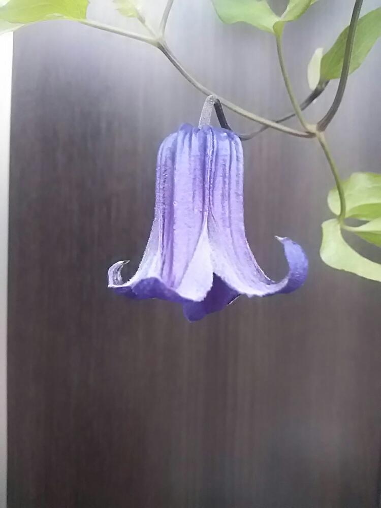 ロウグチ の投稿画像 By くましさん クレマチスロウグチ と北海道とクレマチス 地植え 18月8月25日 Greensnap グリーンスナップ