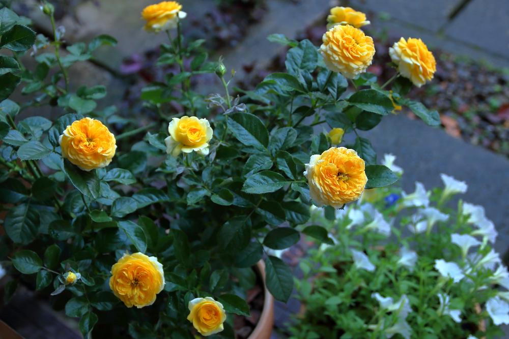 バラの投稿画像 By Shigeさん 岩手県と雨に輝くとばら バラ 薔薇と葉っぱと一眼レフとバラ ポラリスアルファと照り葉とつぼみと黄色い花と黄色の花と鉢植えと花のある暮らしとばら 薔薇 バラとバラ ミニバラと黄色いバラ 18月8月25日 Greensnap グリーンスナップ