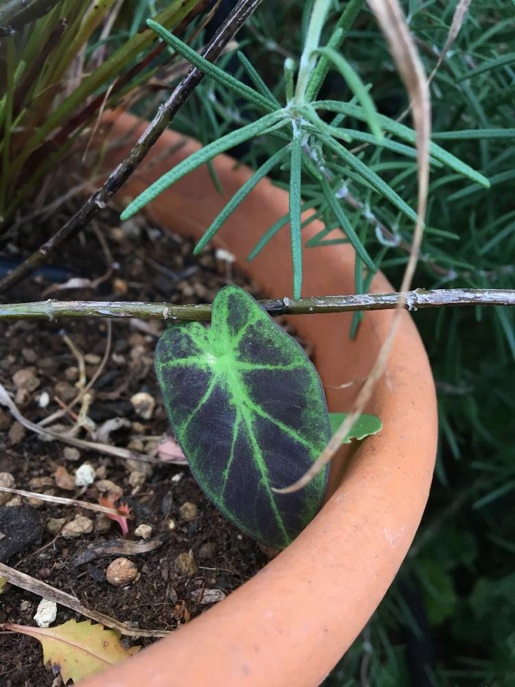 コロカシア イラストリスの投稿画像 By デイジーさん 葉っぱフェチと夏の植物とカラーリーフと葉っぱのある暮らし 18月8月25日 Greensnap グリーンスナップ