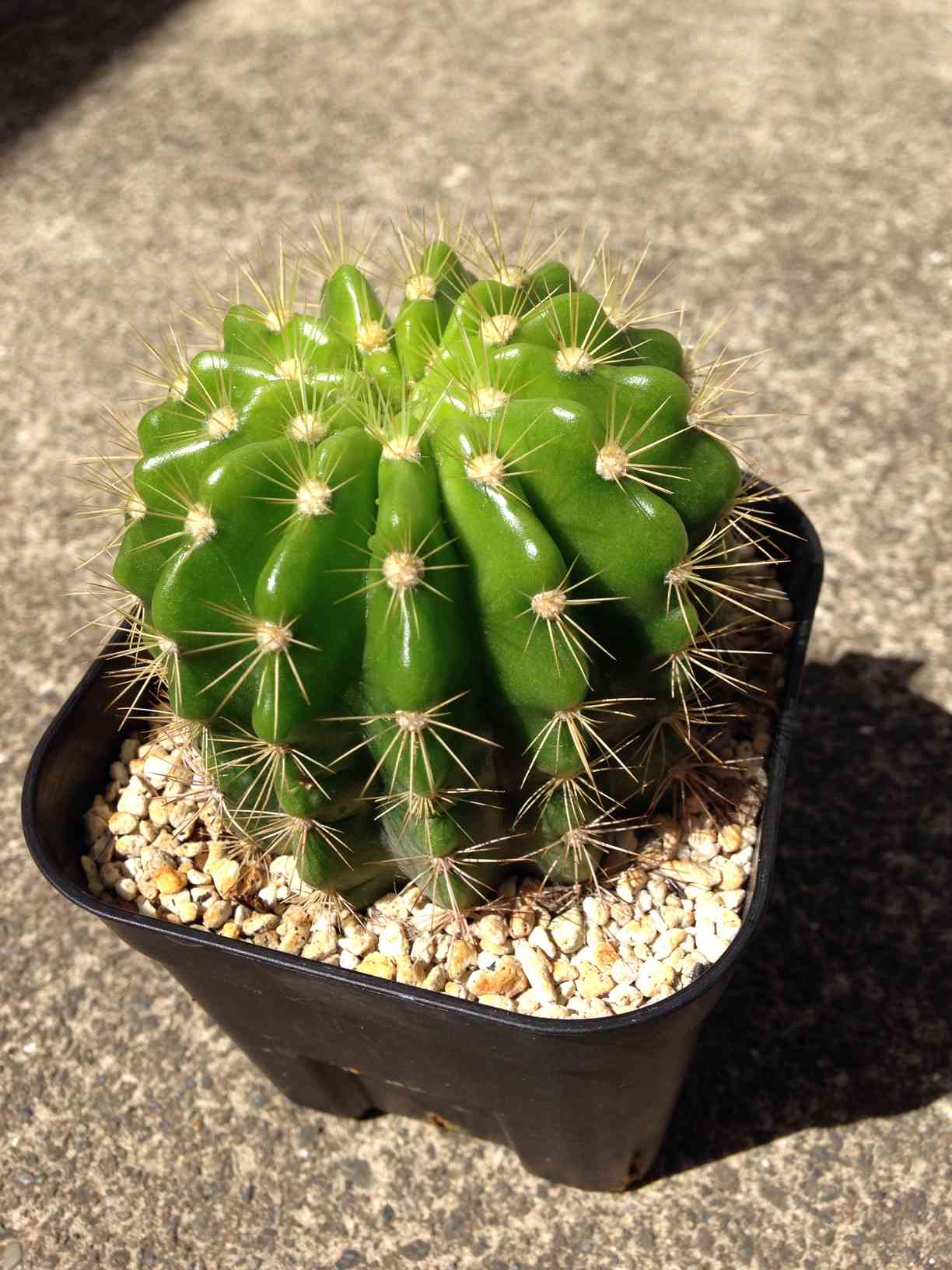 サボテン・金盛丸｜🍀GreenSnap（グリーンスナップ）