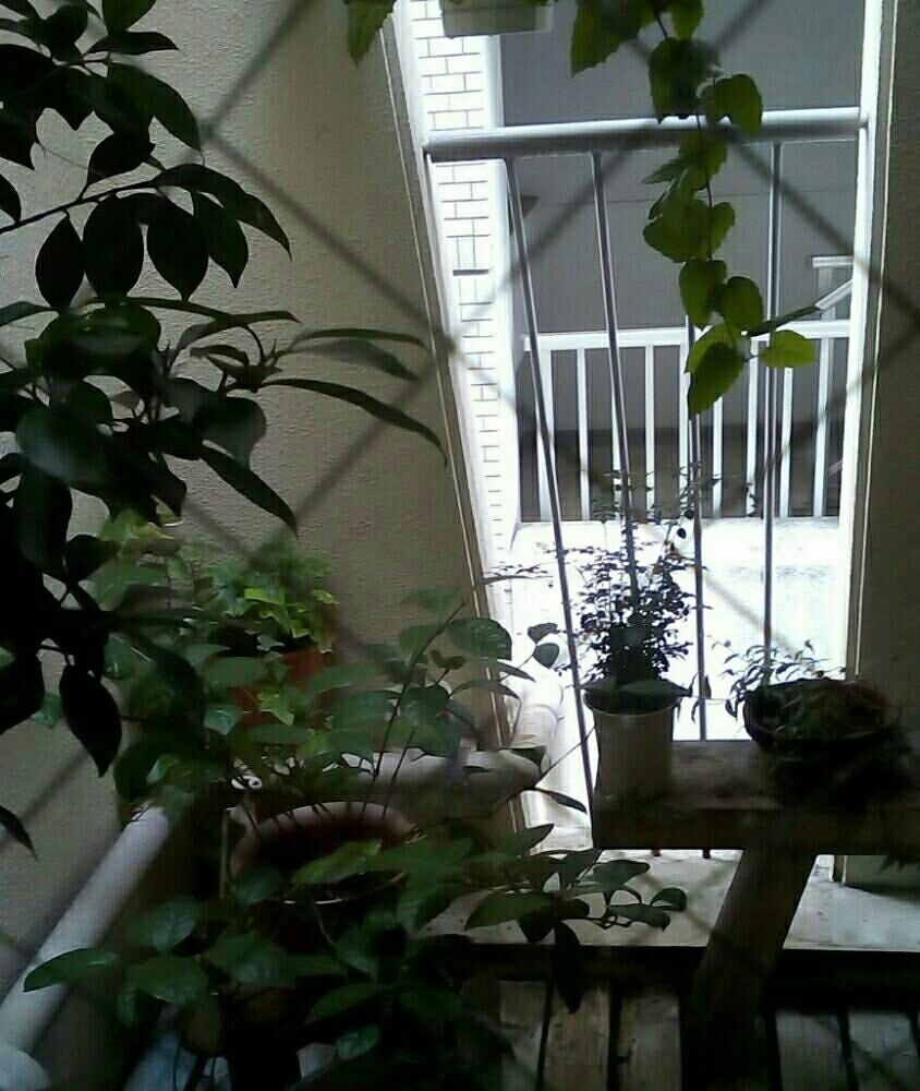 観葉植物の投稿画像 By かえさん Htcとサンルームと隠れ家的カフェ 18月8月26日 Greensnap グリーンスナップ