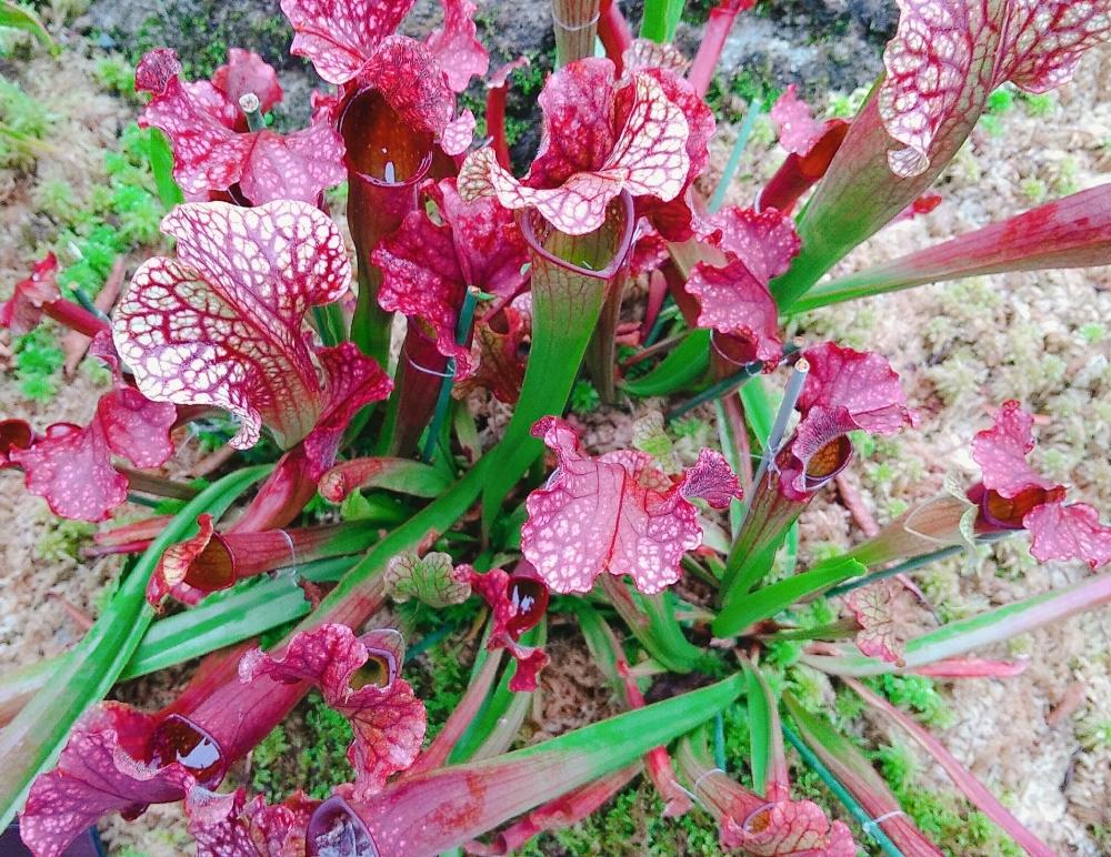 サラセニア レウコフィラの投稿画像 By おぎのさん 食虫植物18 コンテストと食虫植物広め隊とサラセニアと食虫植物 18月8月26日 Greensnap グリーンスナップ