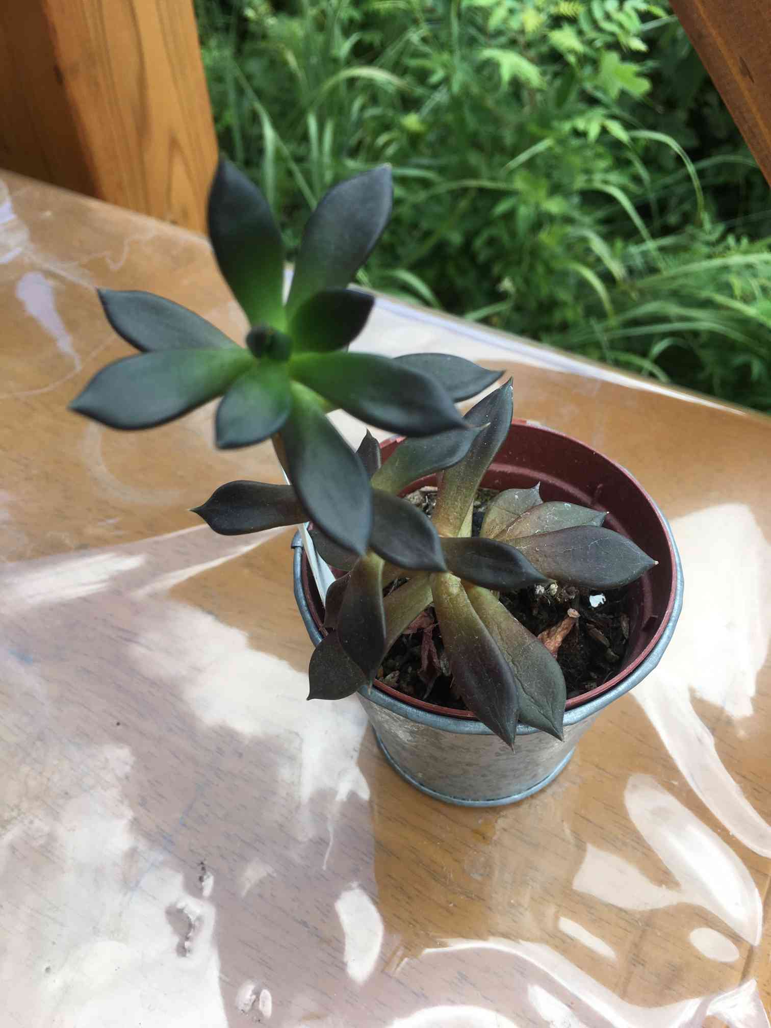 ブラックプリンスの育て方｜日当たりや水やり頻度は？植え替えは必要