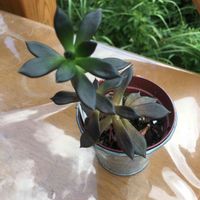 ブラックプリンス,窓辺の画像