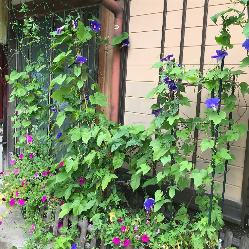 アサガオの投稿画像 By ゆきりんさん 花のある暮らしと自然の中でと種蒔きから 18月8月26日 Greensnap グリーンスナップ