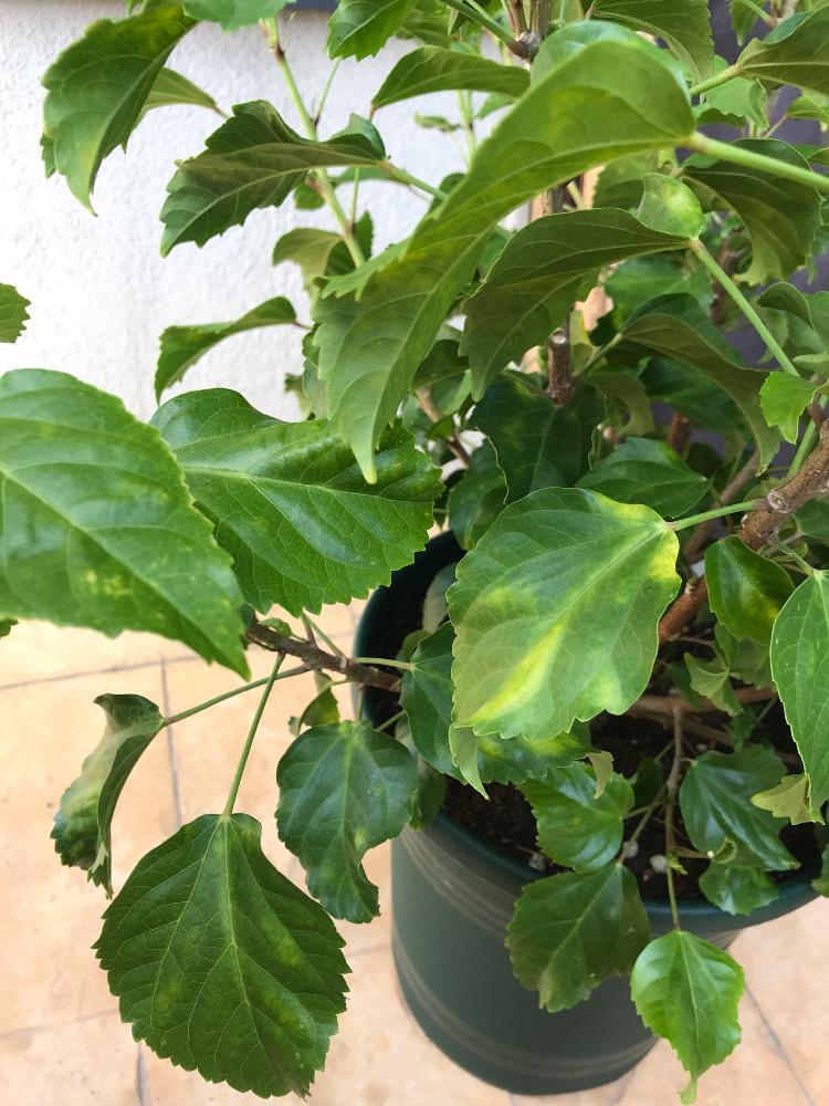 どうしたらいいですか の投稿画像 By ケーコさん 南国植物と葉が変色と ハイビスカスと相談と鉢植えとどうしよう 18月8月26日 Greensnap グリーンスナップ