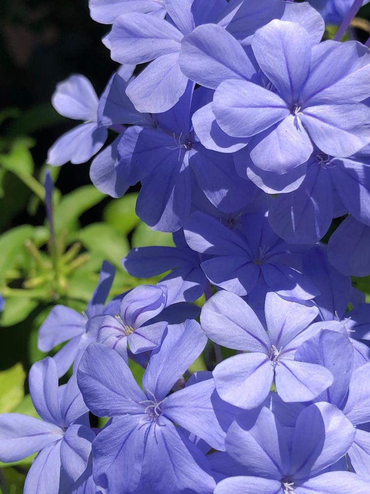 ルリマツリの投稿画像 By ことりさん 夏の花とかわいい花と花のある暮らしと青い花マニア 18月8月26日 Greensnap グリーンスナップ