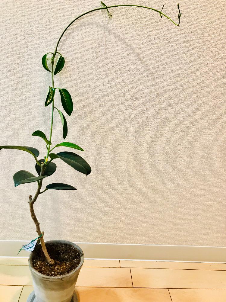 マダガスカルジャスミンの投稿画像 By Miiiiiさん 観葉植物と葉脈とつる性植物と緑のある暮らしと葉が開いたとキレイな葉っぱと新芽とグリーン 18月8月26日 Greensnap グリーンスナップ
