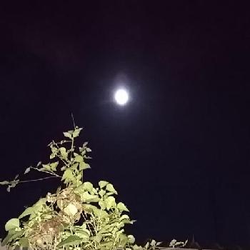 今日は満月の画像 by 山法師さん | 小さな庭と今日は満月と夜は涼しい