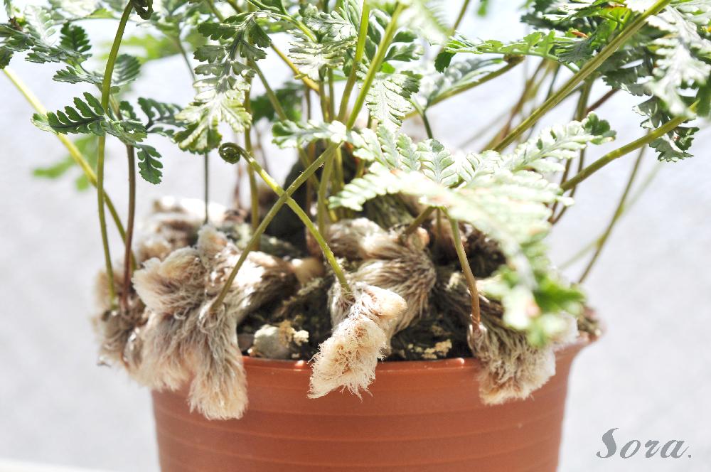 石化しのぶ 猫の手 の投稿画像 By Soraさん 石化シノブ 猫の手ともけもけとふさふさとモケモケモフモフとバルコニー ベランダと シダ植物 コンテストと石化シノブ猫の手ともけもけとふさふさとモケモケモフモフと シダ植物 コンテスト 18月8月26日 Greensnap