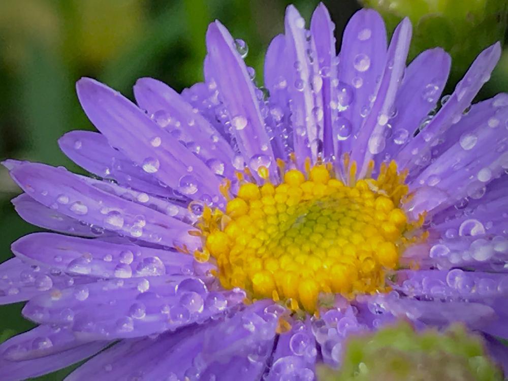 マーガレットの投稿画像 By Masa Kさん 旭川と雨に輝くと接写シリーズと花のある暮らしと北海道と紫の花と水玉とiphone撮影 18月8月27日 Greensnap グリーンスナップ