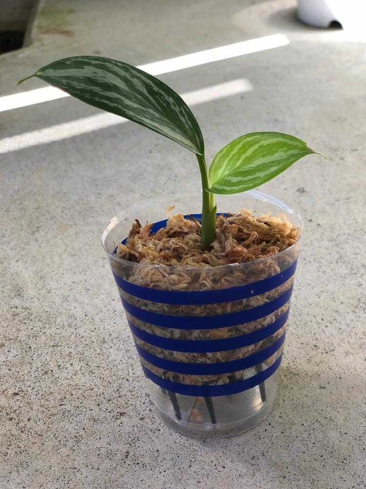 アグラオネマ・カーティシー復活まで｜🍀GreenSnap（グリーンスナップ）
