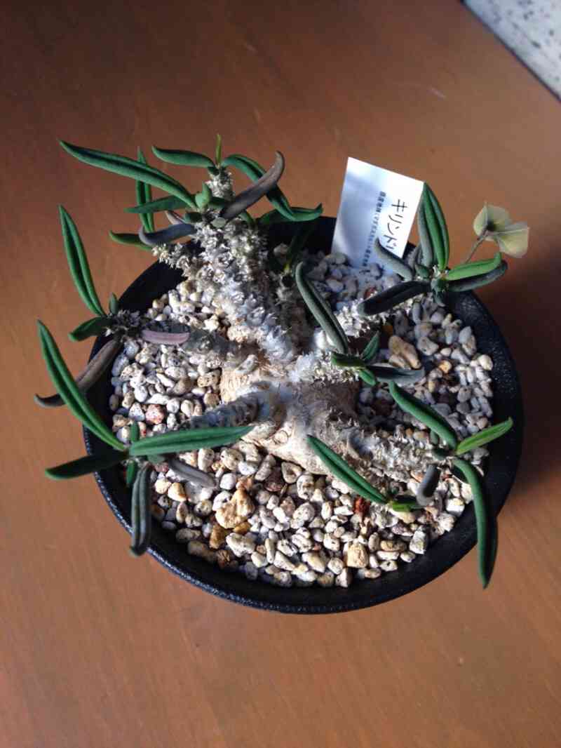 ユーフォルビア・キリンドリフォリア トゥビフェラ｜🍀GreenSnap