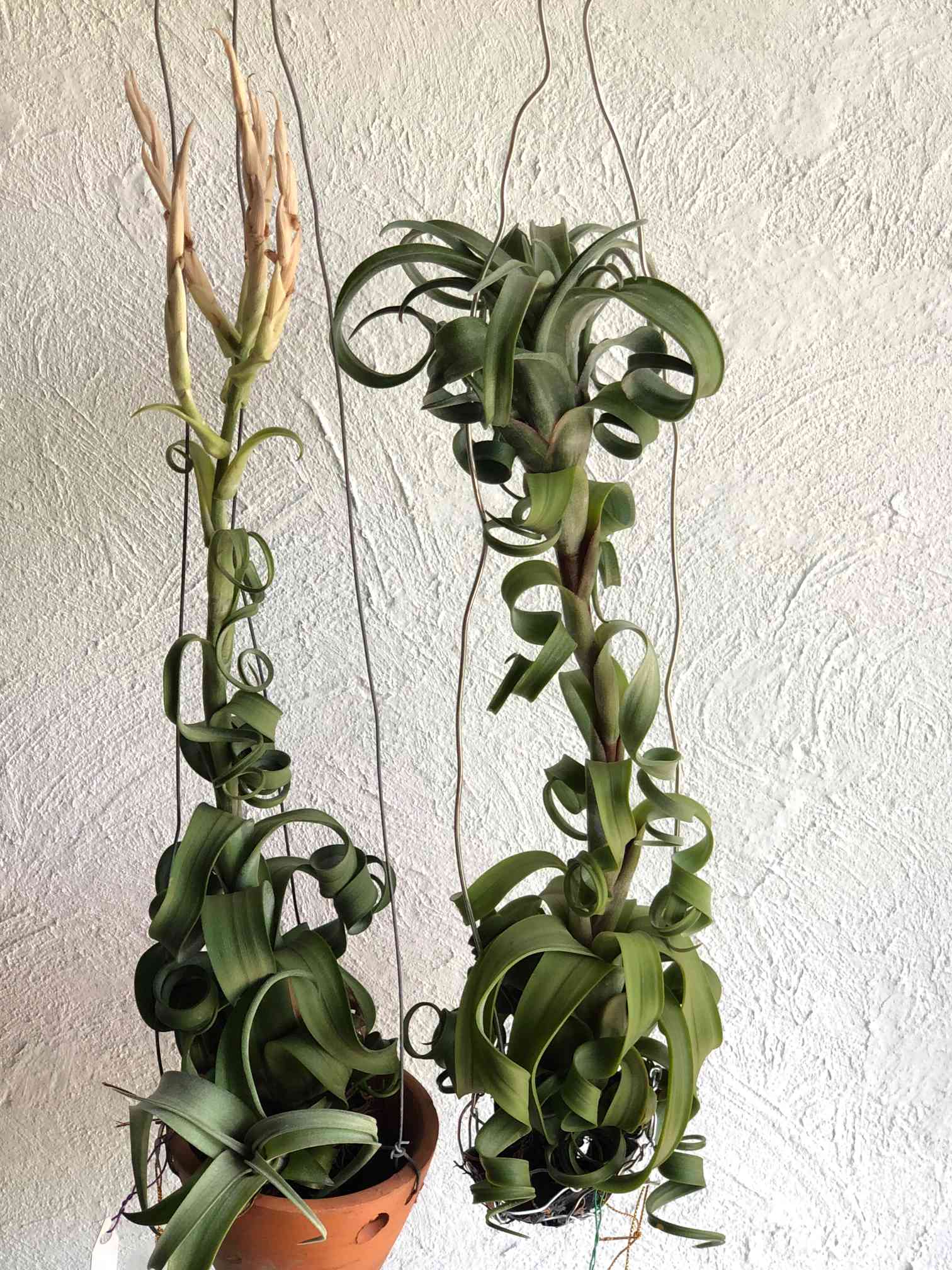 チランジア カーリースリム エアープランツ 　フック台座付き チランジア カーリースリム エアープランツ フック台座付き チランジア