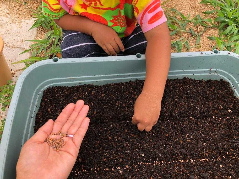 モニター 二十日大根日間観察 Greensnap グリーンスナップ