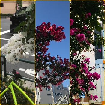 3色の画像 by もちこさん | 百日紅（サルスベリ)と百日紅（サルスベリ)と百日紅（サルスベリ)と街路樹と癒しと3色