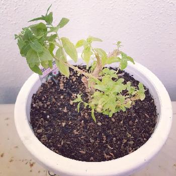 ニチニチソウ うさぎチュチュの投稿画像一覧 Greensnap グリーンスナップ