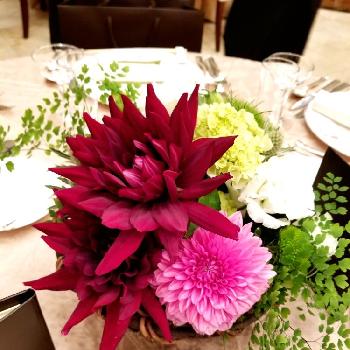 ダリア みっちゃんの投稿画像一覧 Greensnap グリーンスナップ