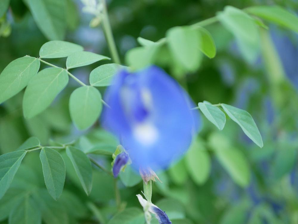 クリトリアの投稿画像 By Momoさん 18月8月27日 Greensnap グリーンスナップ