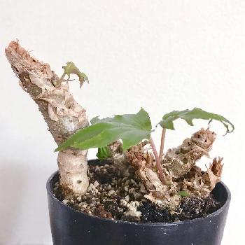 さくらベゴニアの投稿画像一覧 Greensnap グリーンスナップ