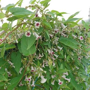 変な名前の投稿画像一覧 Greensnap グリーンスナップ