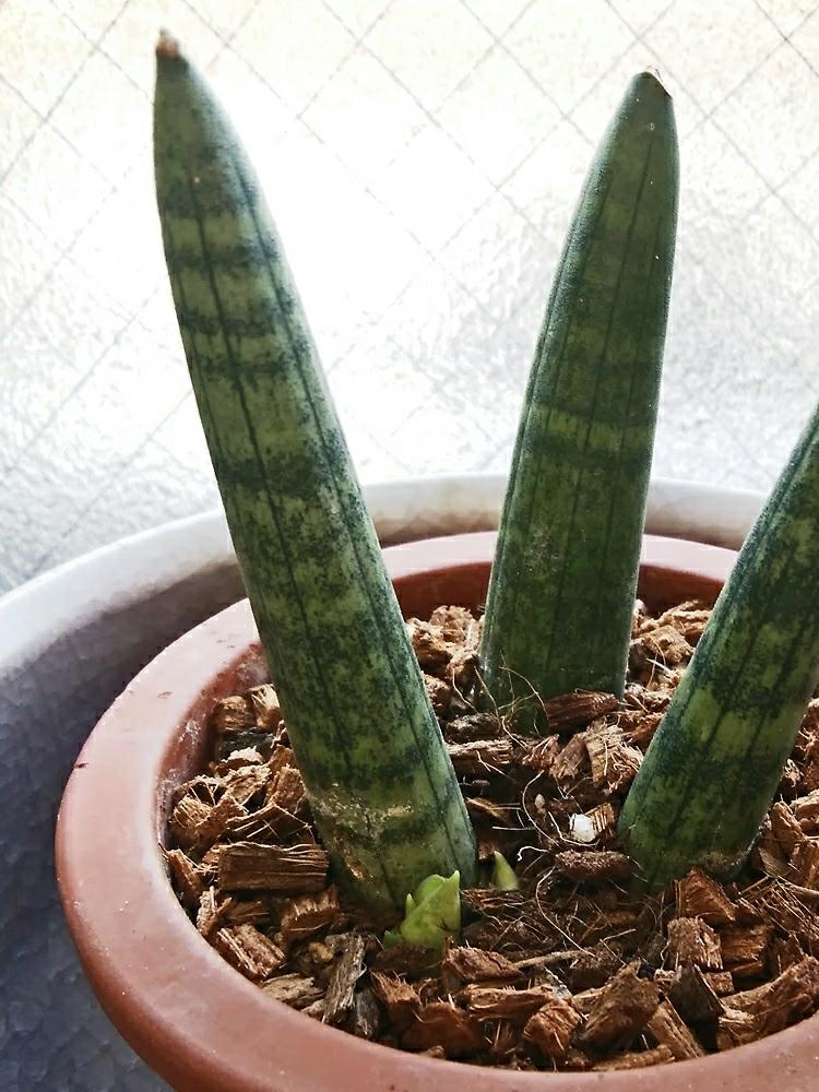 サンスベリアの投稿画像 By Otoさん 花のある暮らしとサンスベリア キリンドリカと多肉植物 多肉の有るくらし 18月8月28日 Greensnap グリーンスナップ