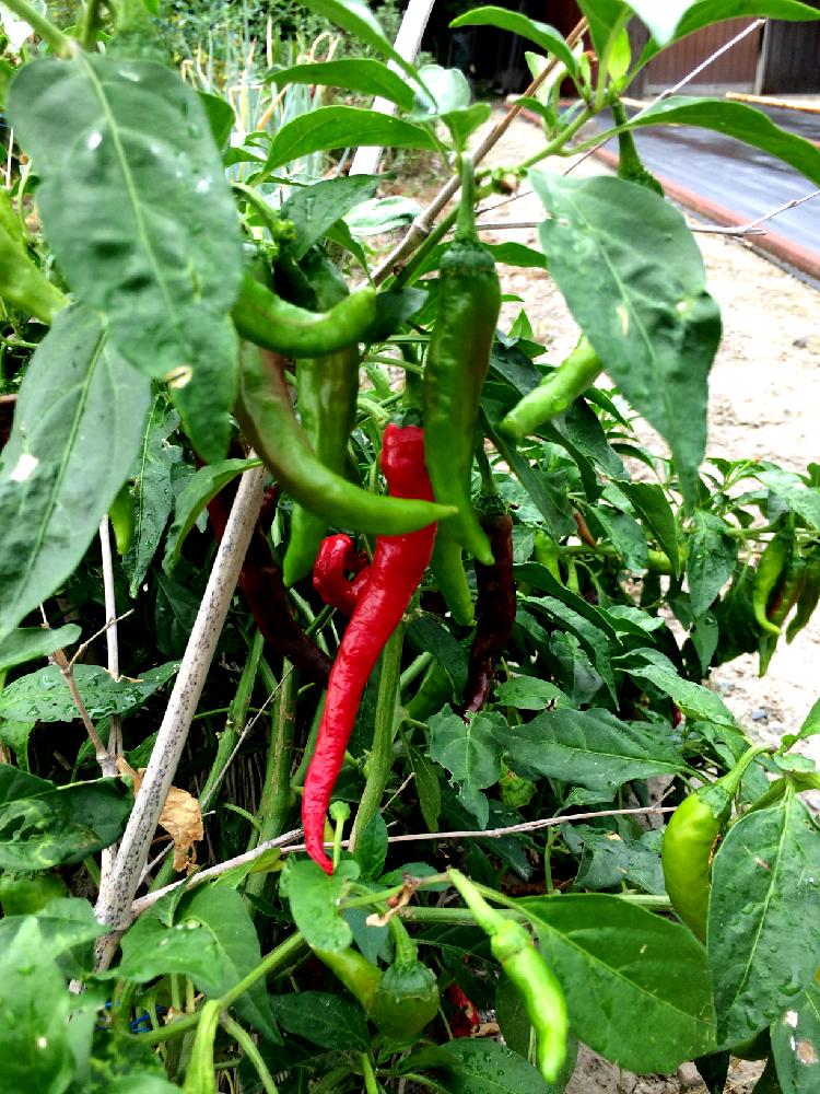 ししとうの投稿画像 By Momoさん 夏休みと家庭菜園と夏野菜収穫物コンテスト 18月8月28日 Greensnap グリーンスナップ