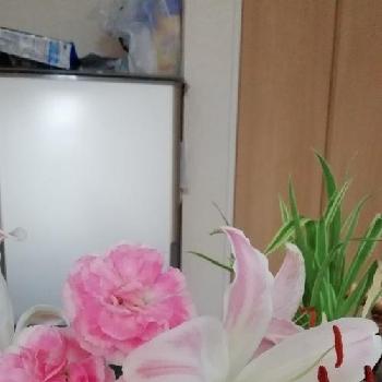 ピンクのユリちゃんの画像 by たえさんかさん | キッチンとピンクのカーネーションとピンクのユリちゃんと穏やかとピンクﾎﾝﾜｶ