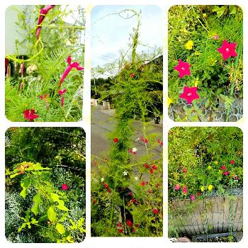 ダイソー種の画像 by TOMATOさん | 小さな庭と星咲きるこうそうとダイソー種とGS映えとGS日和とイングリッシュガーデンと花のある暮らし