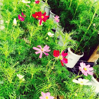 カインズ花図鑑の投稿画像一覧 Greensnap グリーンスナップ