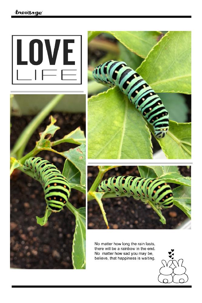 8 10の幼虫の投稿画像 By 花ママ さん 8 28の幼虫とイモムシと花ママ図鑑 18月8月28日 Greensnap グリーンスナップ