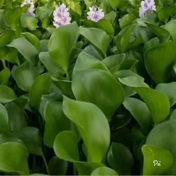 ホテイアオイの投稿画像一覧 Greensnap グリーンスナップ