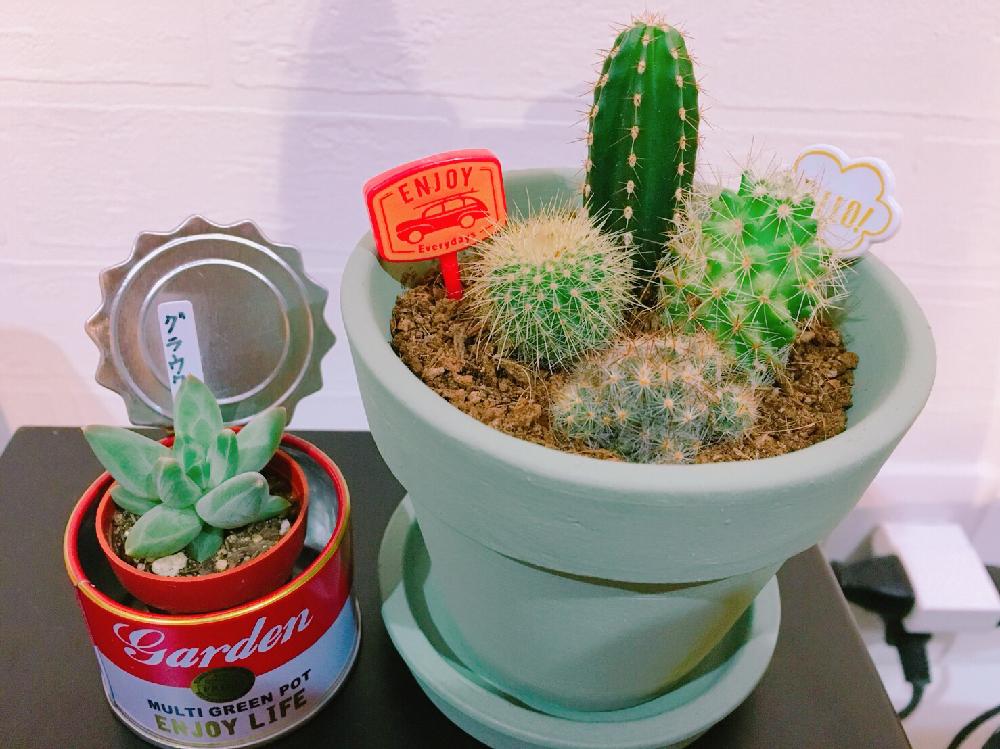100均アレンジの投稿画像 By Arugo Greenさん サボテンの寄せ植えと寄せ植え 18月8月29日 Greensnap グリーンスナップ