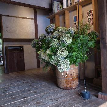 箕面の花屋の投稿画像一覧 Greensnap グリーンスナップ