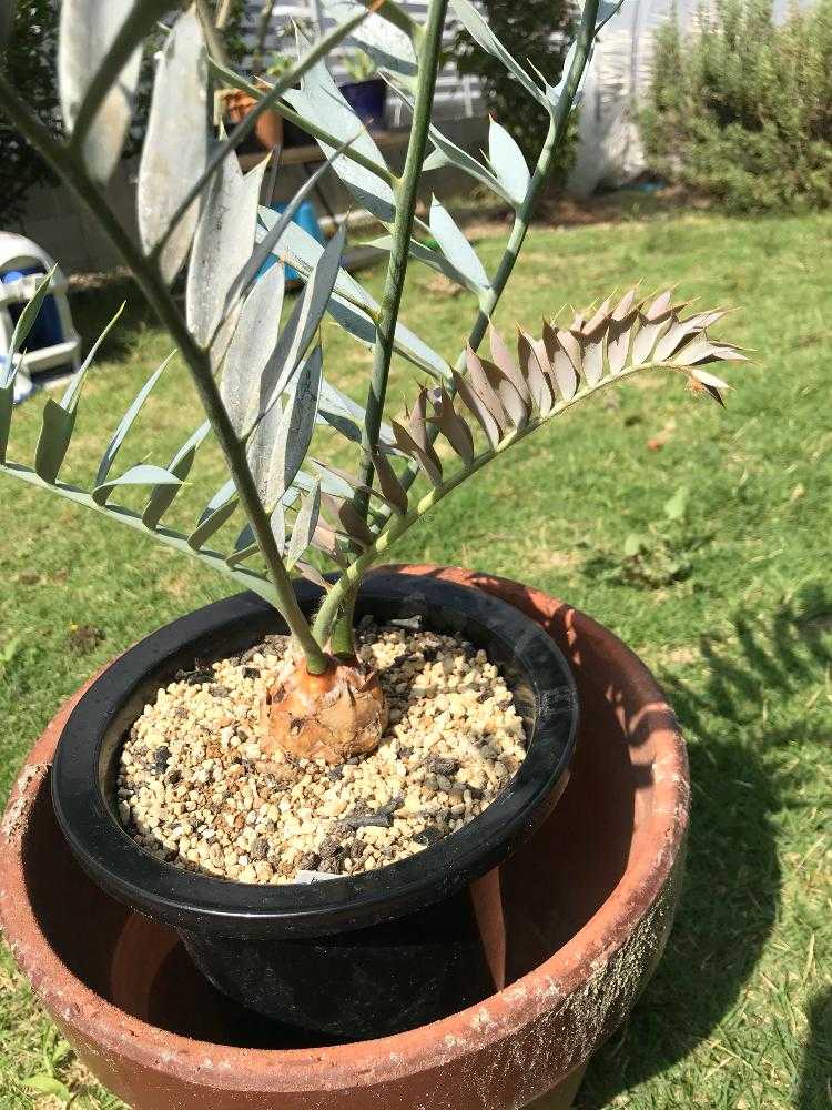 エンセファラルトス ホリダス フラッシュの経過観察｜🍀GreenSnap