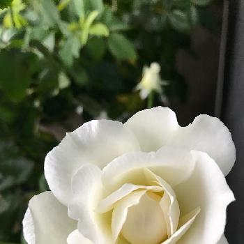 ボレロバラの投稿画像一覧 Greensnap グリーンスナップ