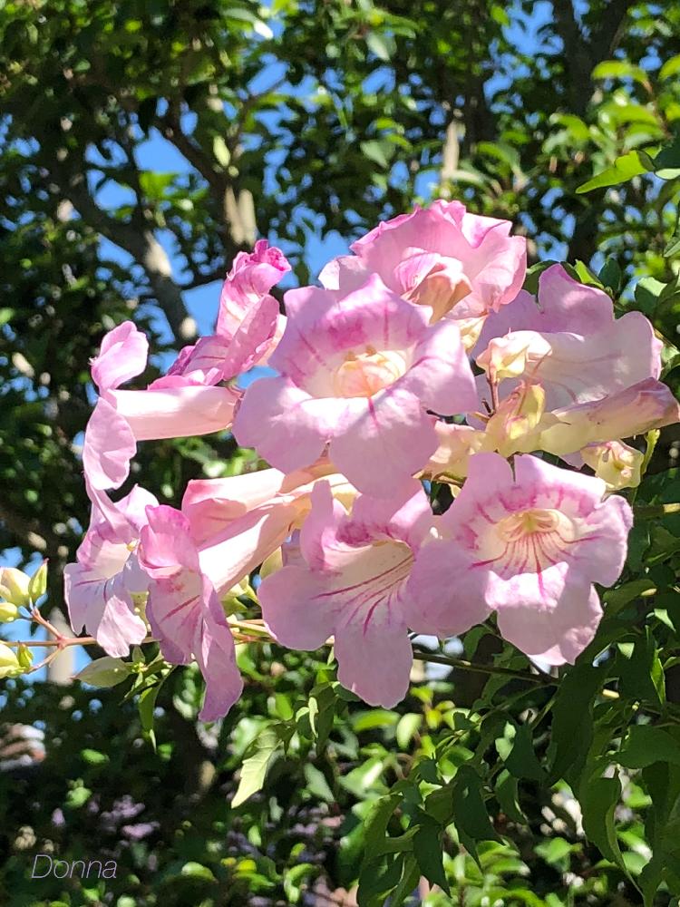 ピンクノウゼンカズラの投稿画像 By ドナさん ノウゼンカズラとピンクの花と暑さに負けるなと夏のお花とがんばる と花のある暮らし 18月8月29日 Greensnap グリーンスナップ
