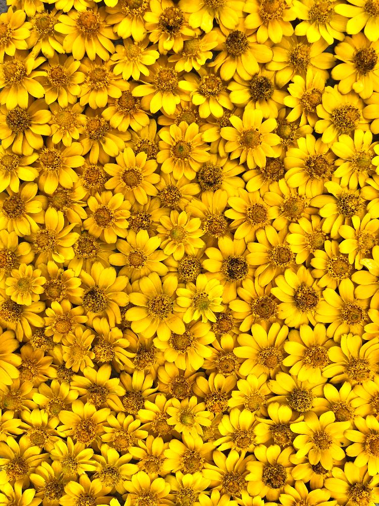 沢山のお花の投稿画像 By Kimikimiさん スマホ撮影と壁紙と真上から と美花と綺麗なミドリと幸せの黄色いお花と花遊びと壁花と創作 18月8月29日 Greensnap グリーンスナップ