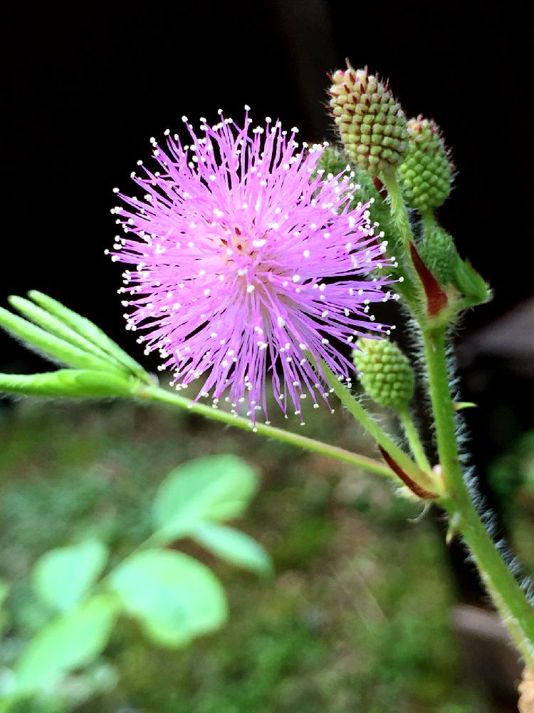 オジギソウの花の投稿画像 By Tomomo さん ピンクの花と花のある暮らしとオジギソウ属と植物の不思議とおじぎ草 18月8月29日 Greensnap グリーンスナップ