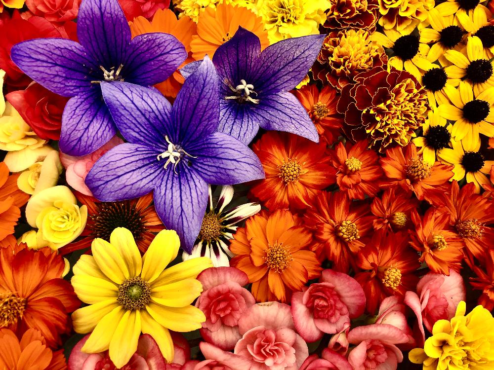 沢山のお花の投稿画像 By Kimikimiさん スマホ撮影と壁紙と真上から と美花と綺麗なミドリと創作と花遊びと壁花 18月8月29日 Greensnap グリーンスナップ