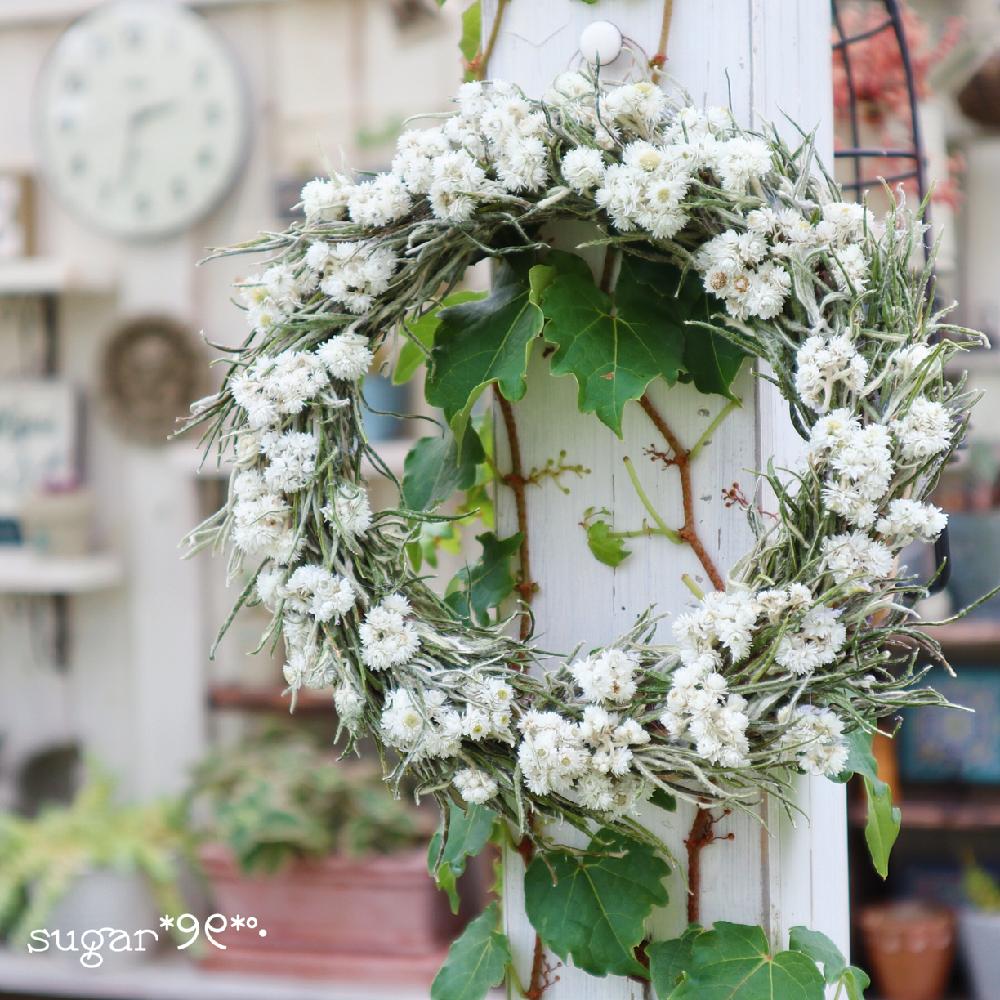 山母子草でリース作り Greensnap グリーンスナップ