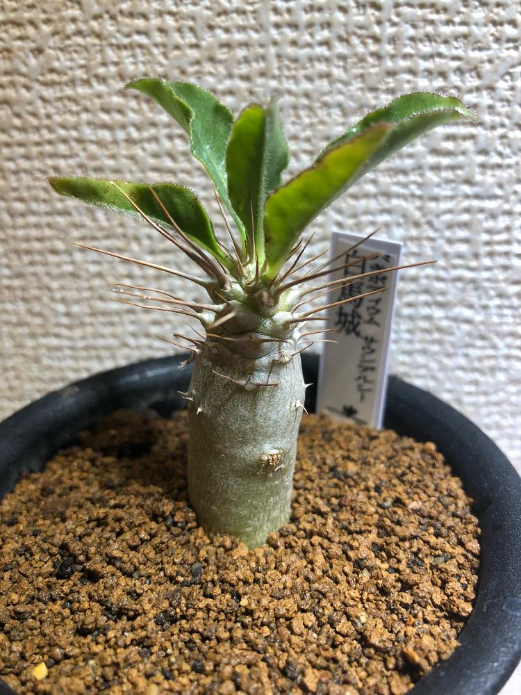 パキポディウムサウンデルシーの投稿画像 By 大黒天さん パキポデュウム白馬城とみどりのある暮らしとパキポディウム属とボタニカルライフと初心者と育て方 教えてと相談とパキポディウム サンデルシー白馬城と多肉植物とサボテンと塊根植物と珍奇植物とバルコニスト